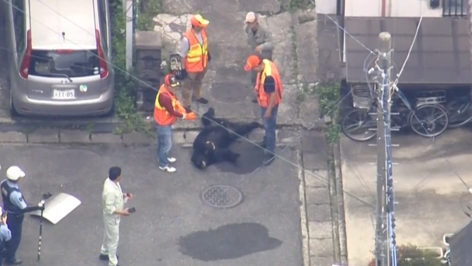 Captura de oso en Utsunomiya tras cierre de escuelas