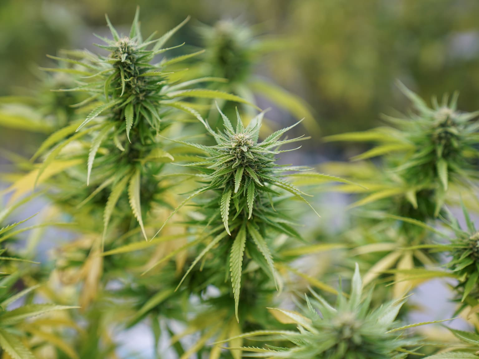 Estados Unidos reclasificó la marihuana medicinal como una droga de menor riesgo y facilita el uso terapéutico del cannabis